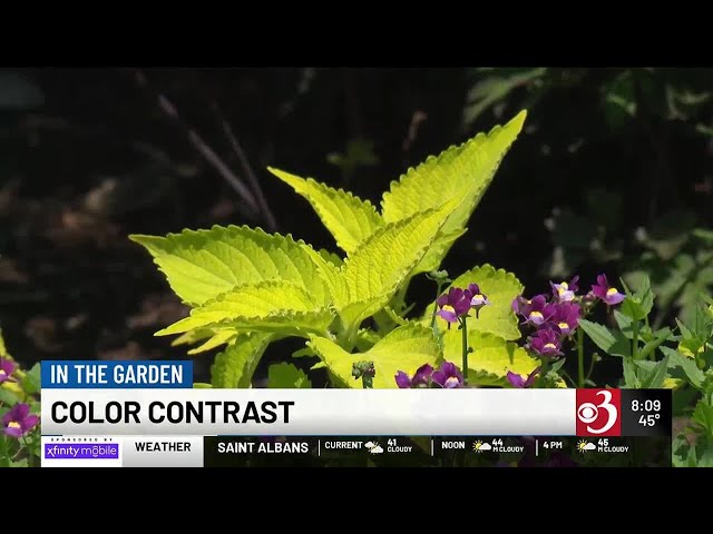 In the Garden: Color Contrast