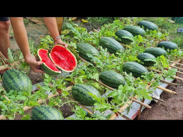 Grow watermelon in this way, the fruit will be big and sweet, grow watermelon in a bag of soil