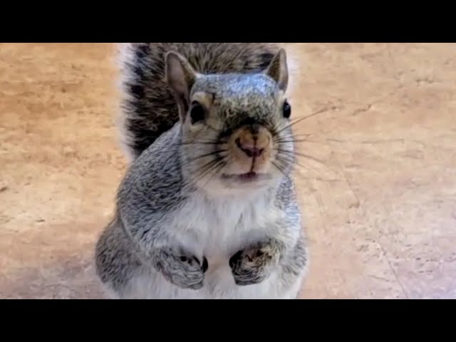 When a squirrel thinks you're mommy