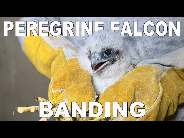 Peregrine Falcon Banding