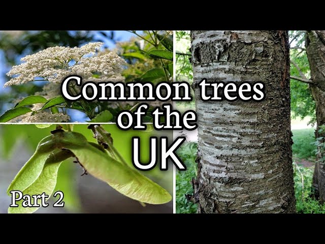 Common trees of the UK, Part 2 (Wild Cherry, Elder, Scots Pine, Wych Elm, Lime, Sycamore)