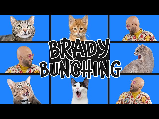 Brady Bunching: Introducing Two Groups of Cats
