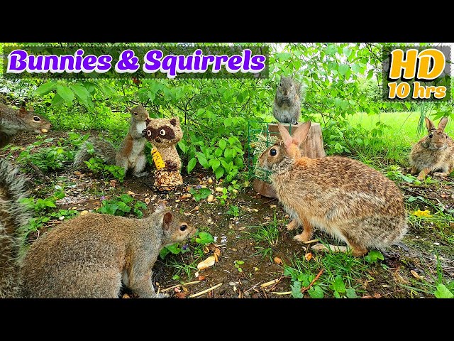 Entertain Your Pets🐶😺📺 | Bunnies & Squirrels frolic & forage 🦝🥜| 10 Hour - Cat & Dog TV