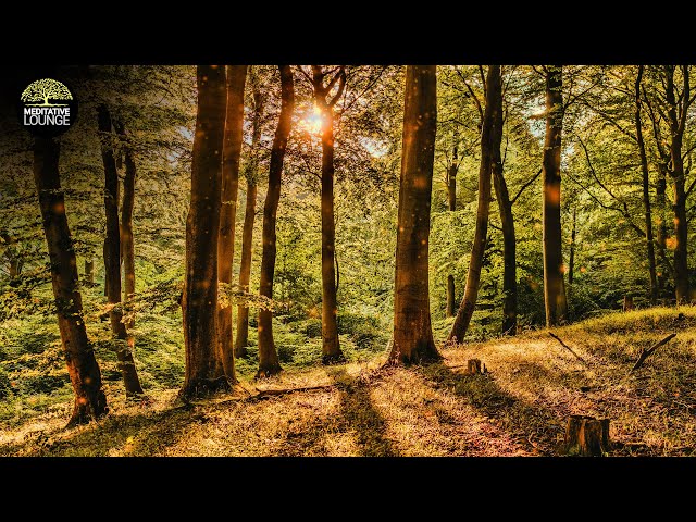 relaxation music piano | nature forest sounds birds | music to relax | meditation yoga