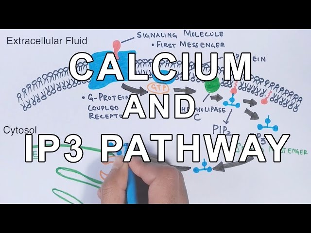 Calcium & IP3 Pathway