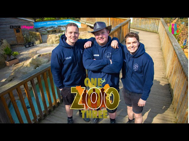 TRAILER: One Zoo Three is back for series 2! | Catch up on BBC iPlayer