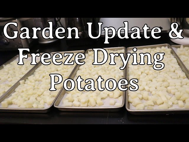 Garden Update & Freeze Drying Potatoes