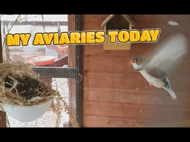 My Aviaries Today - 11th August 2019 - All Birds and Aviaries