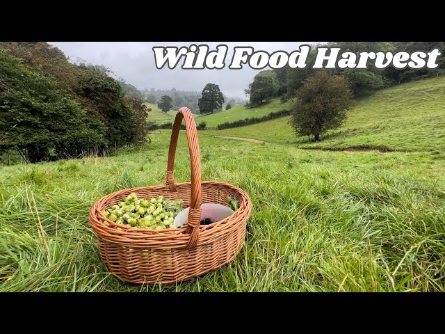 Foraging Walk in Late Summer | Wild Food Harvest