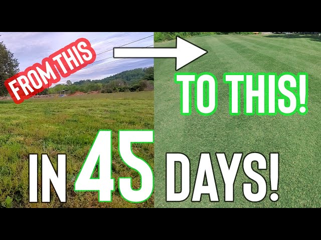 Golf Course Style Lawn In 45 Days! (How To: Lawn Care)