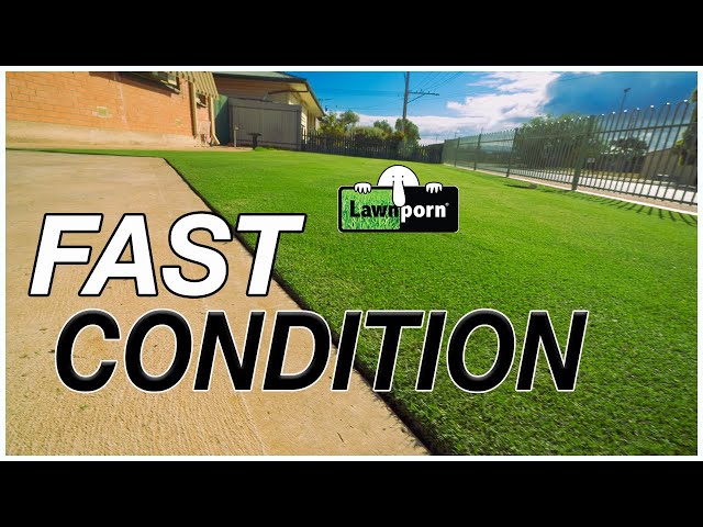 How to QUICKLY IMPROVE LAWN // Quick Results with Liquid Feeds