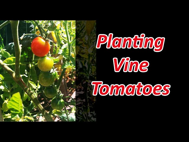 How To Plant Vine Tomatoes - Two Methods!