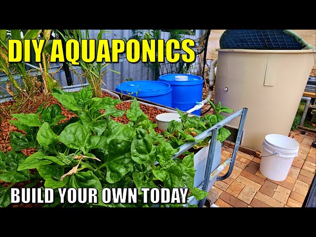 Complete DIY Aquaponics System Build | Fish Tank, Filters, Dual Root Zone & Media Beds