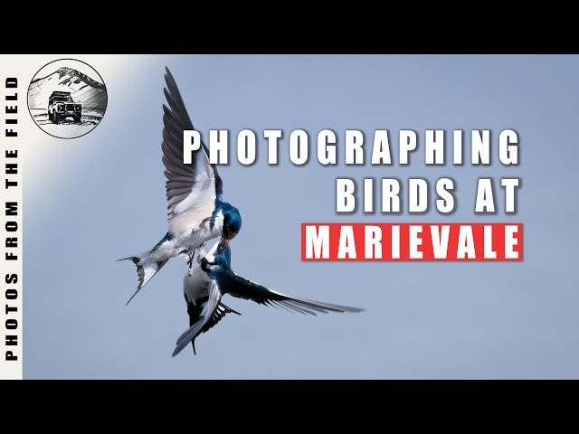 BIRD PHOTOGRAPHY VLOG - MARIEVALE MARSHES SOUTH AFRICA