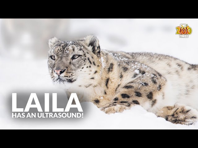 Laila's Ultrasound! | One Zoo Three