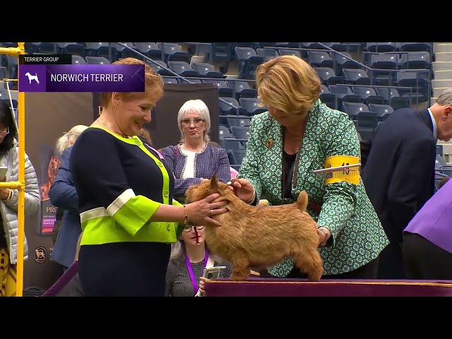 Norwich Terriers | Breed Judging 2024