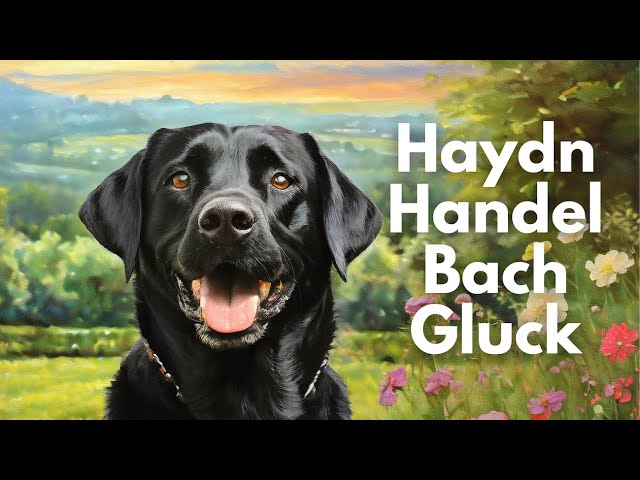 Brilliant Classical Music Mix: Haydn, Handel, Bach, Britten, Gluck, Stamitz