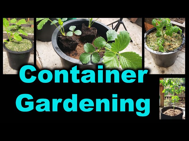 Benefits of Container Gardening