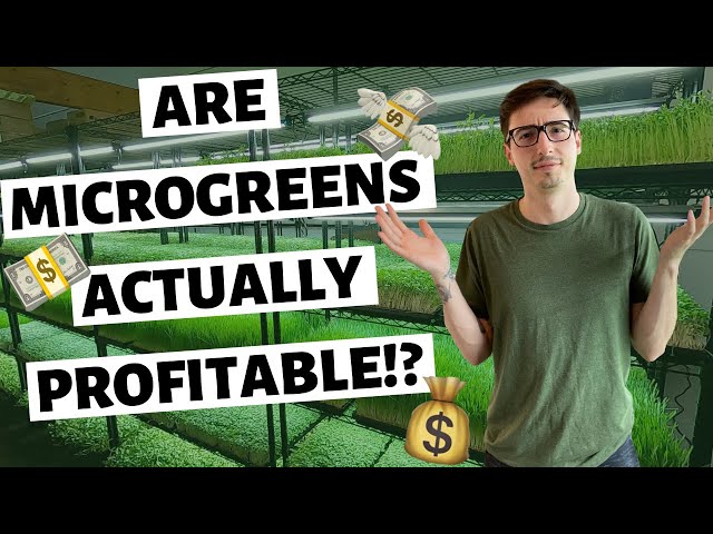 Microgreens Business… Is It ACTUALLY PROFITABLE??