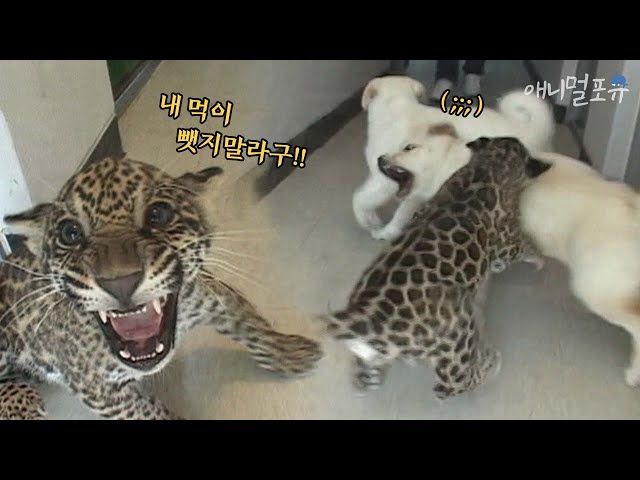 Baby Jaguar attacked the No. 1 puppy for food! Can you protect the pride of the beast?
