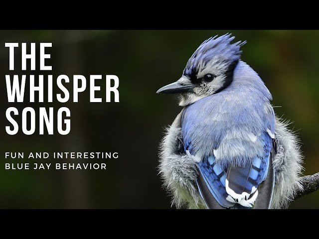 Fun and Interesting Blue Jay Behavior | Whisper Song