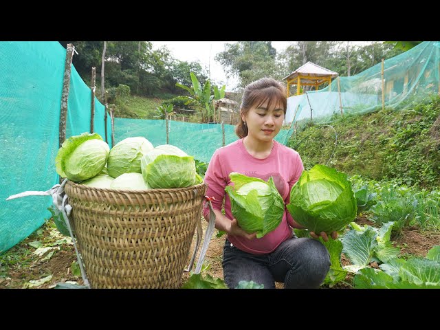 Harvesting Big Cabbage Goes To Village Market Sell - Cook food for pigs | My Bushcraft