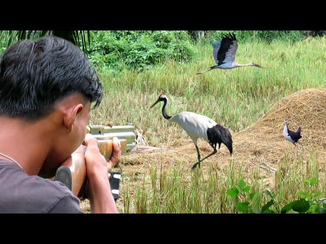 Berkemah dan berburu burung sawah jumbo_hunting rice birds for 1 full day