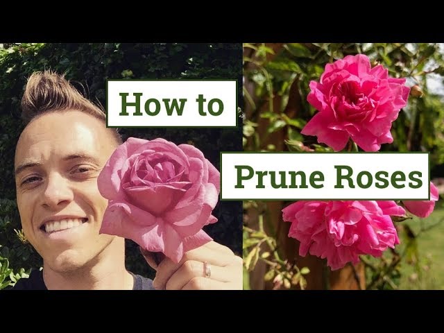 How to Prune Roses: the Beginners Guide