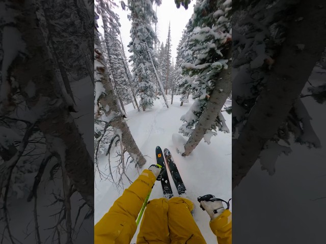 on the limit through the trees! 🌲❄️ #ski #skiing