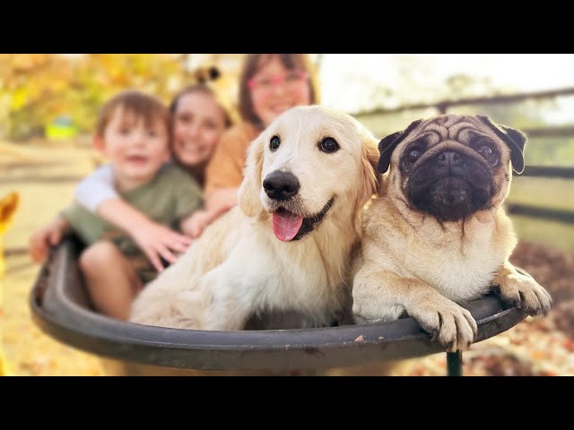 A Peaceful Dog Video with Twenty Rescue Dogs and Family | The Farm for Dogs
