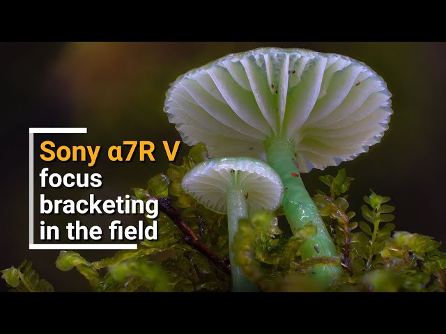 Focus Stacking in the field with fungi photographer Stephen Axford and the Sony α7R V