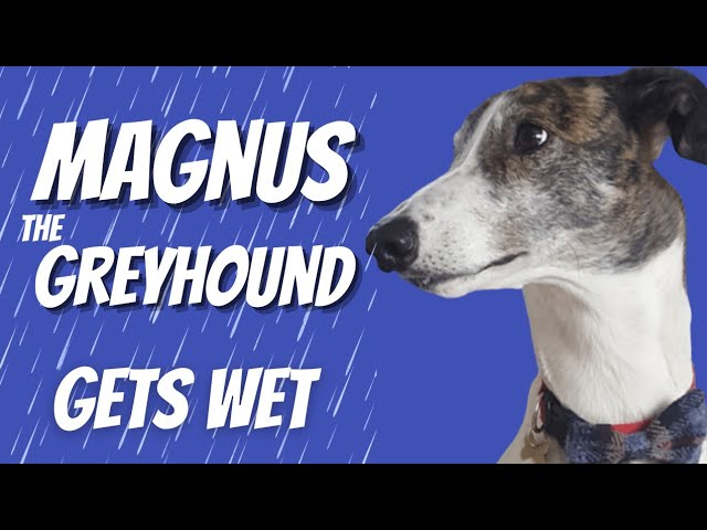 Greyhound hates the rain