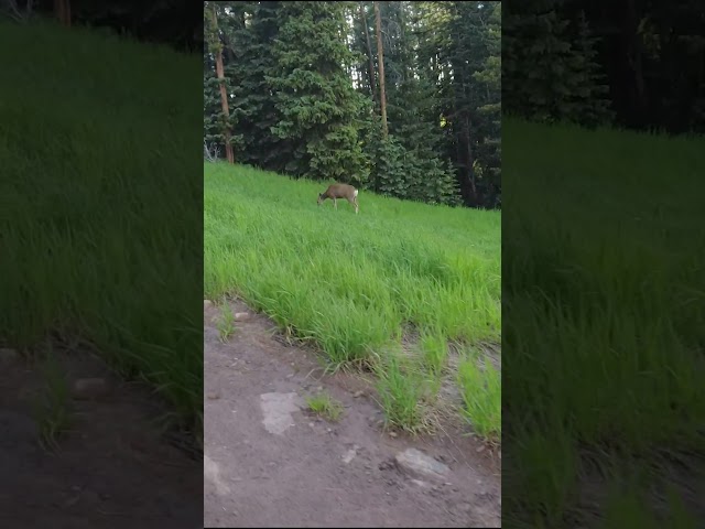 Saw a deer while biking 🚵