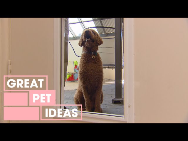 How to Teach Your Dog to Use a Doggie Door | PETS | Great Home Ideas