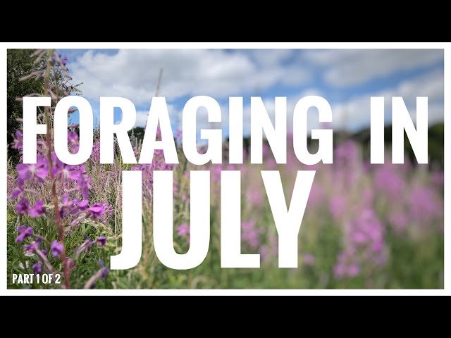 Foraging in July (Part 1 of 2) - UK Wildcrafts Foraging Calendar