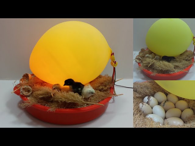 How to make a home incubator from a balloon is very easy | كيف تصنع حاضنة منزلية من بالون سهل جدا