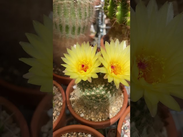 The color or the day! #yellowflowers #cactuscaffeine #cactusflowers #cactuscollection