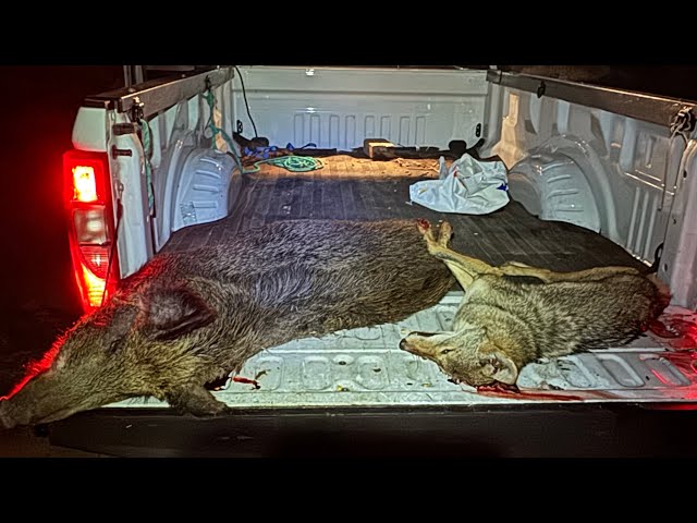 Coyote and hog Hunting on 20 acres