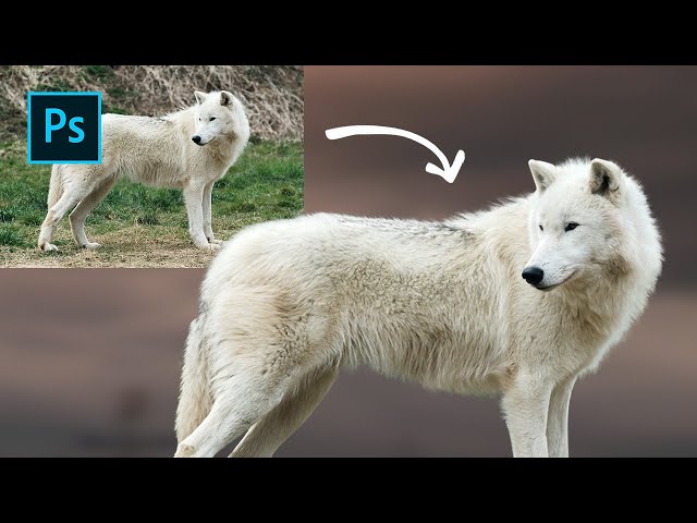 Photoshop tutorial: How to cut images with fur or hair