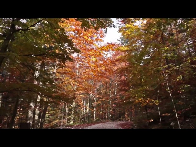 Beautiful Autumn Forest / 1 Hour Relaxing Drive with Sound of Wind