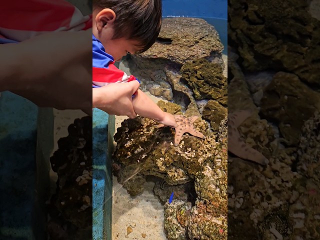 Touching a Starfish for the First Time! #seaaquariumsingapore #seaaquarium #singapore