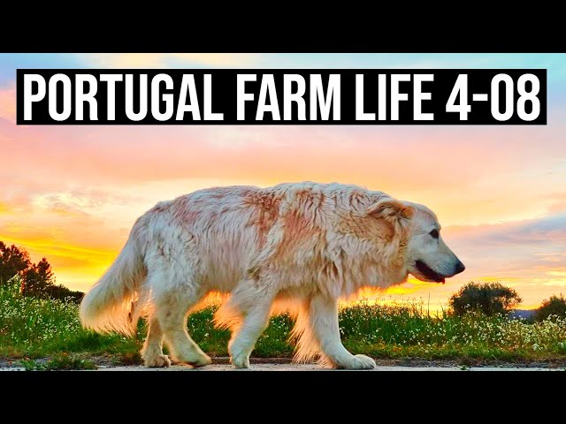 Living our BEST LIFE in Portugal | PORTUGAL FARM LIFE S4-E08 ❤🌞☔