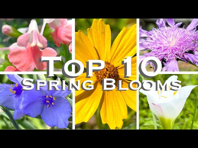 10 BEST Spring Flowers to attract Butterflies to your Florida Garden
