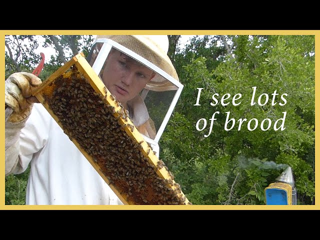 Honey Bees - Inspecting and Learning - GSB S2 E2
