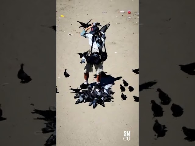 Feeding the Pigeons
