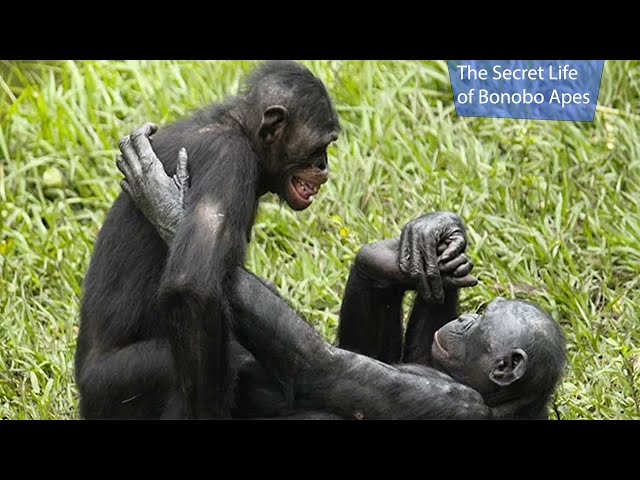 The Secret Life of Bonobo Apes (Nature Documentary)