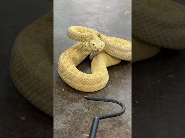 Venomous Snakes 101 😱
