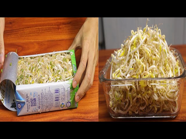 Grow Bean Sprouts With Milk Carton, Milk Carton Recycling