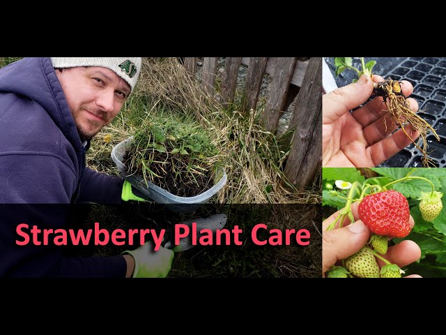 Strawberry Plant Care - Part 1 of 3