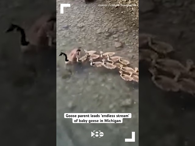 Goose parent leads ‘endless stream’ of baby geese in Michigan